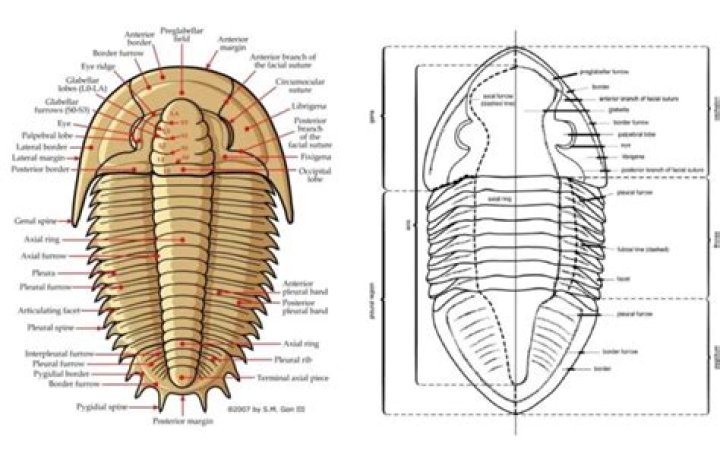 What is the morphology of trilobites?