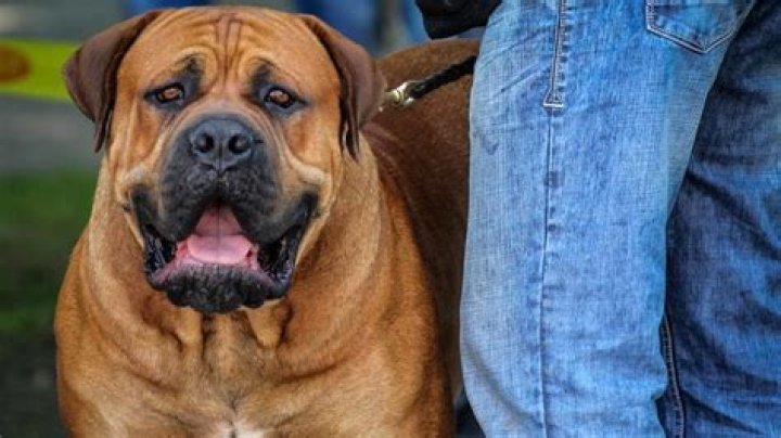 What is the most obedient large dog?