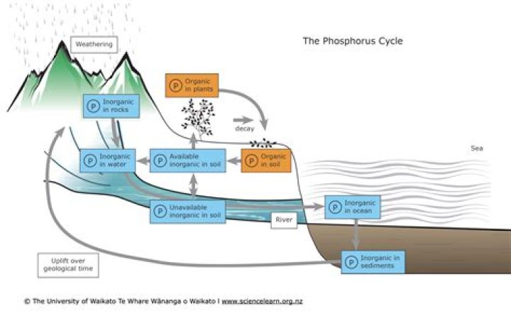 What is the reaction of phosphorus with water?