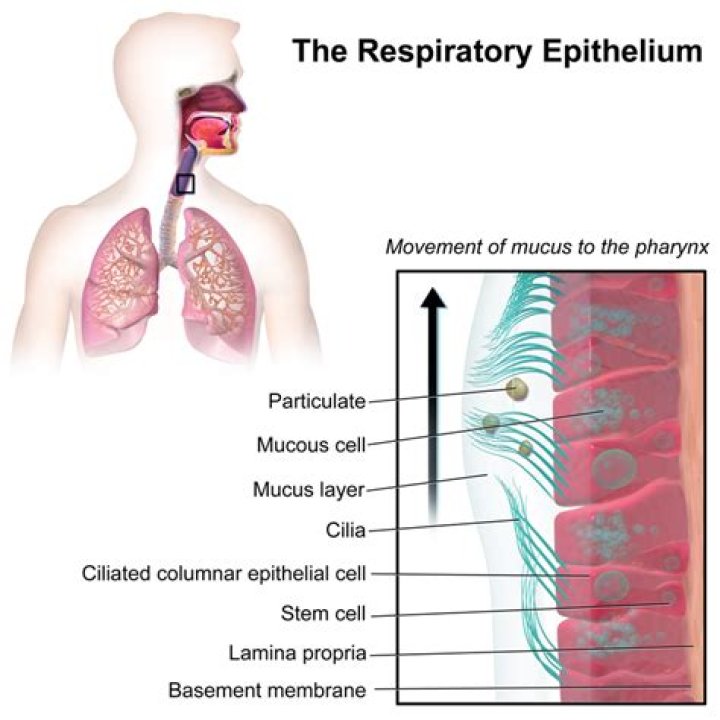 What is the role of cilia in the respiratory tract?