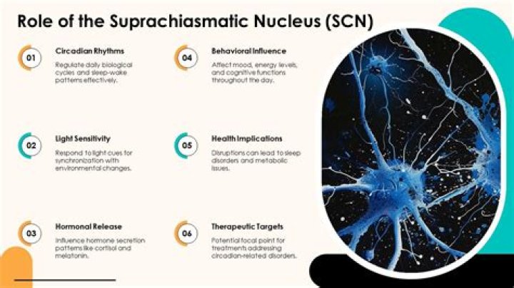 What is the role of the suprachiasmatic nucleus?
