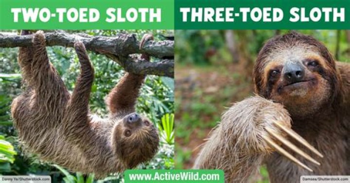 What is the smallest sloth breed?