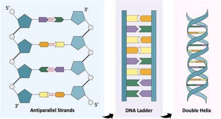 What is the structure of DNA left side?