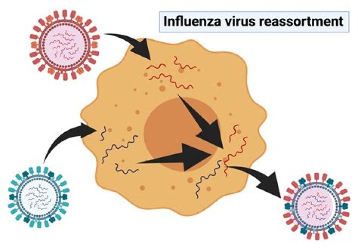 What is the use of Influenzinum?