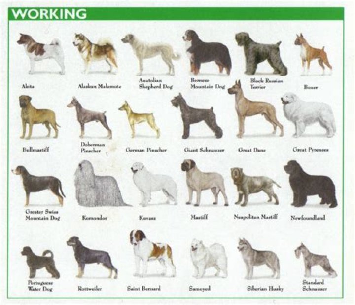 What is the Working Group of dogs?