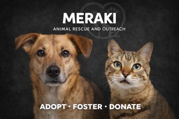 What is Woof animal rescue?