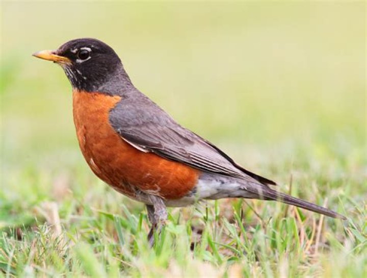 What kind of bird resembles a Robin?