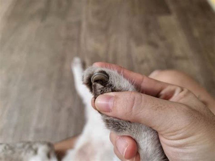 What kind of cat litter should I use after declawing?