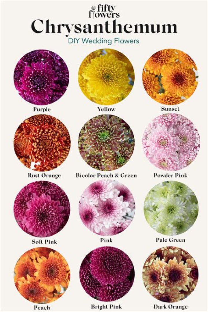 What lesson does Chrysanthemum teach?