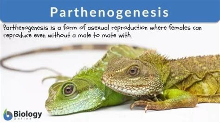 What lizards are parthenogenesis?