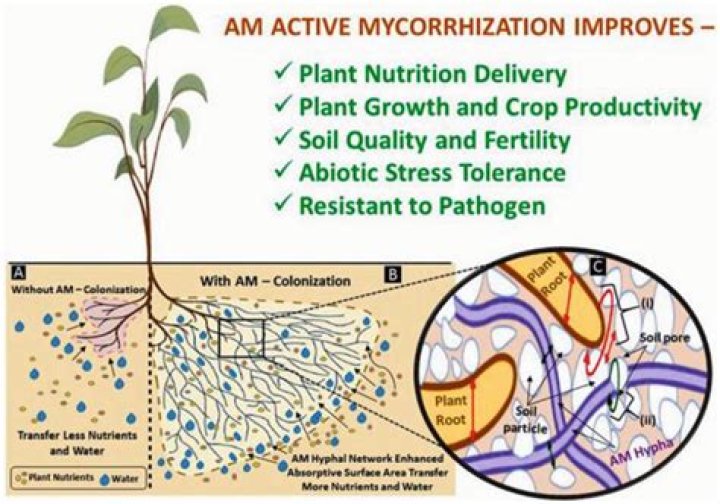 What nutrient does mycorrhizae?