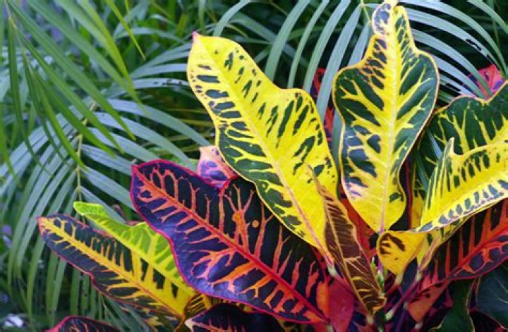 What plants stay Colourful all year round?