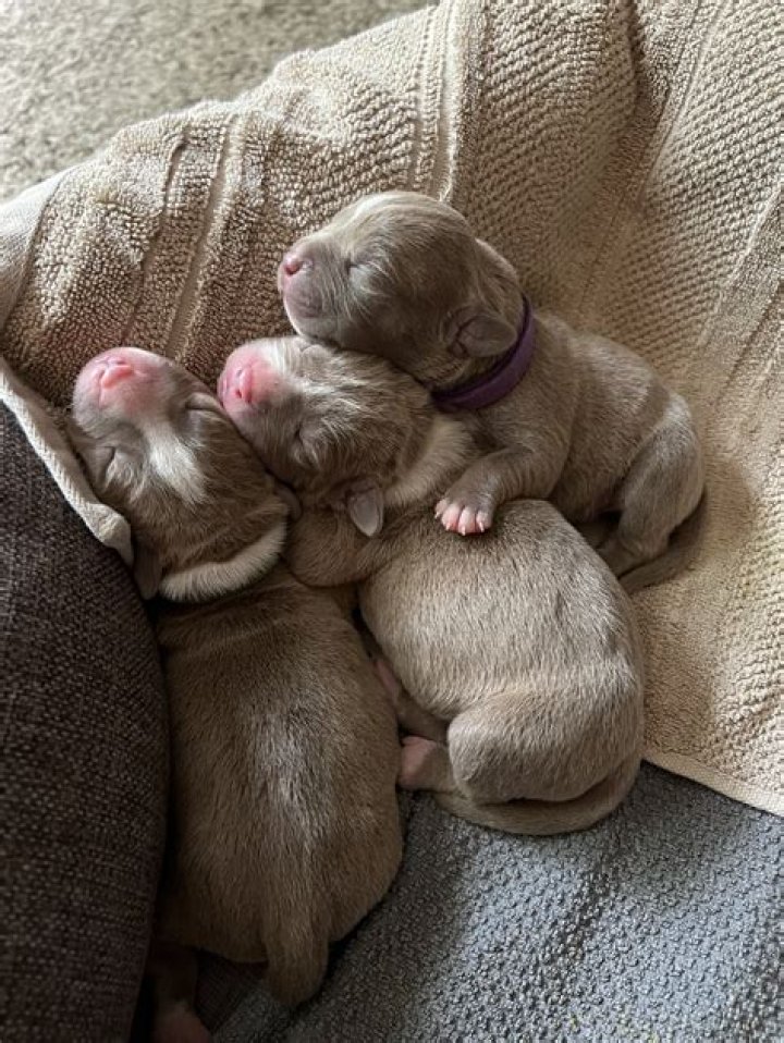 What puppies look like at 2 weeks?