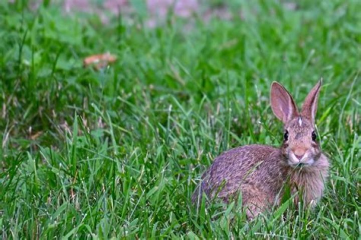 What rabbits live in Chicago?