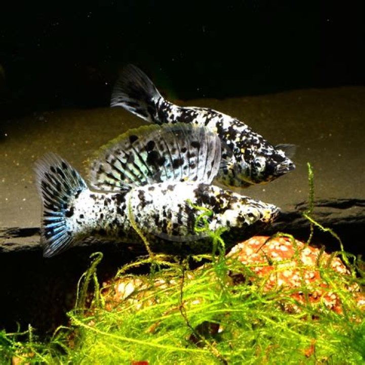 What size tank do Dalmation mollies need?