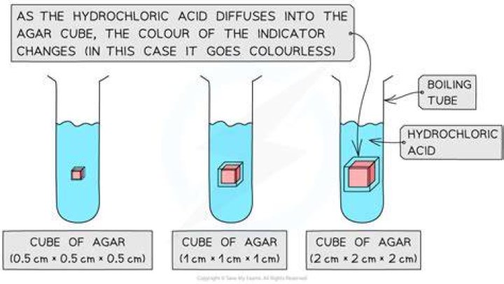 What substance was diffusing into the agar cubes?