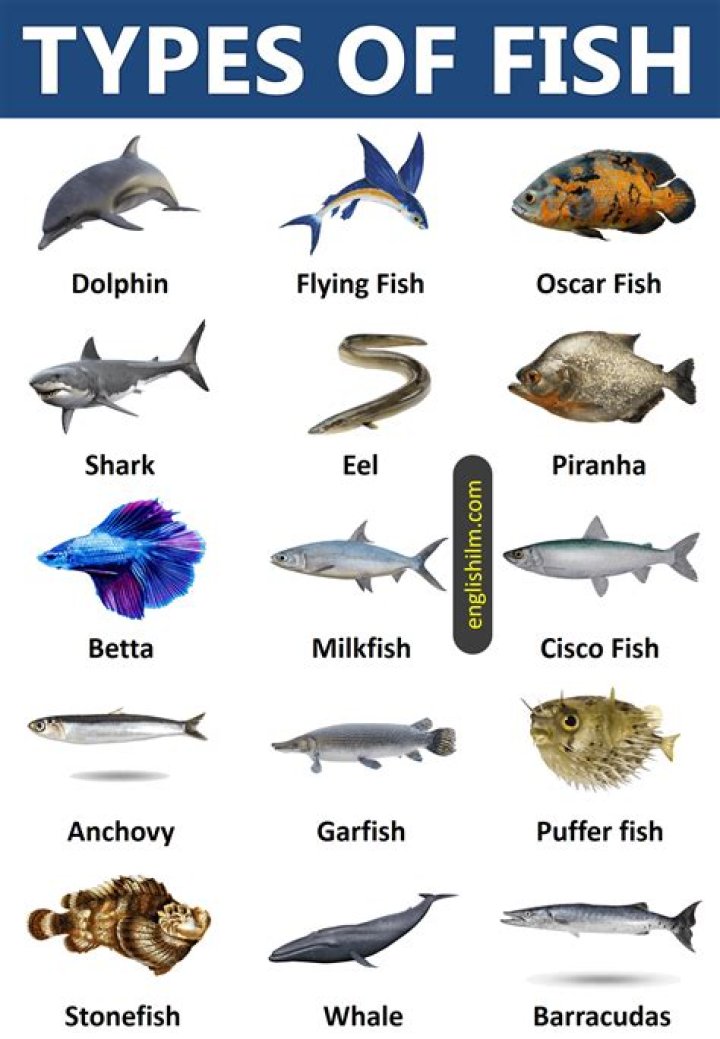 What type of fish is Limande?