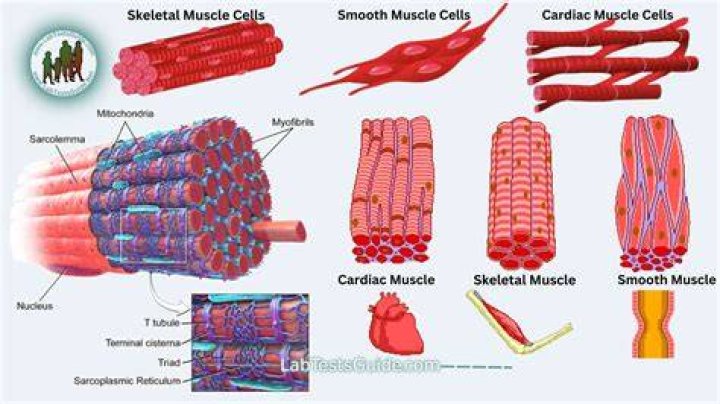 What type of neuron talks to cardiac and smooth muscle and glands?