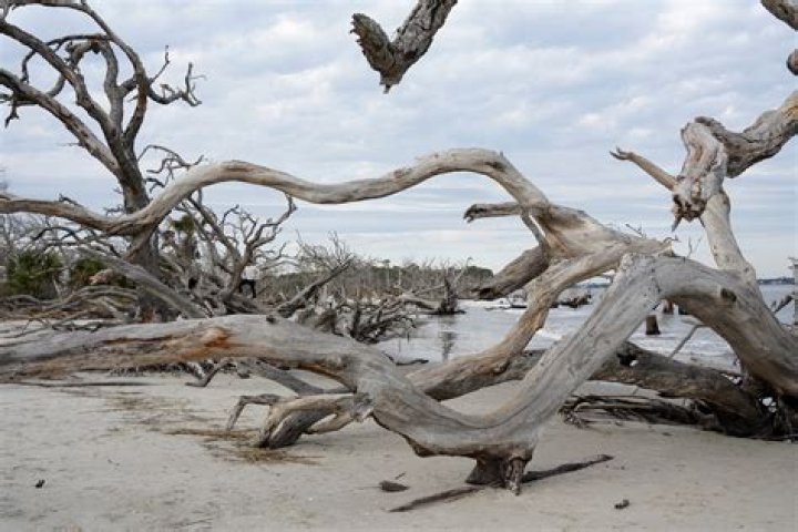 Where can I find driftwood in Florida?