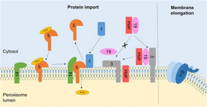 Where does the peroxisomal targeting signal PTS receptor bind to peroxisome destined proteins?