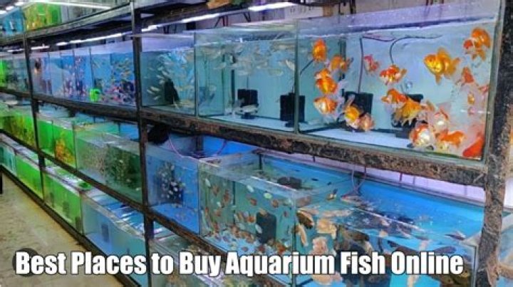 Where is the best place to buy tropical fish online?