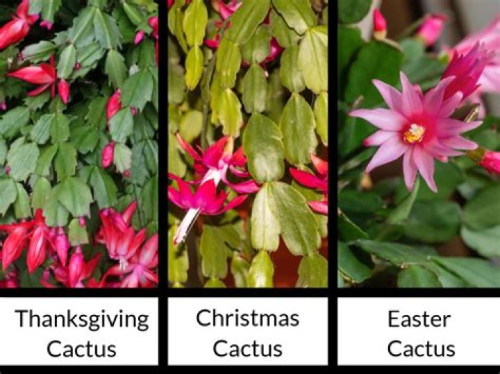 Where should I place my Christmas cactus?