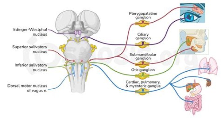 Which cranial nerves have nuclei?