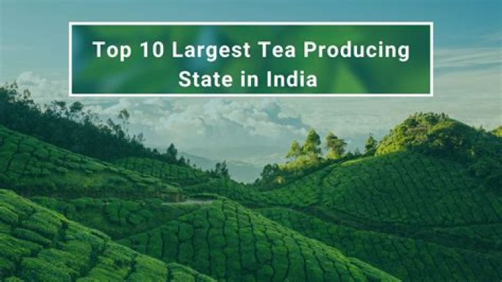 Which is the largest tea factory in Assam?