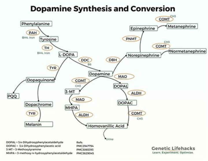 Which is the rate limiting step in the synthesis of dopamine?