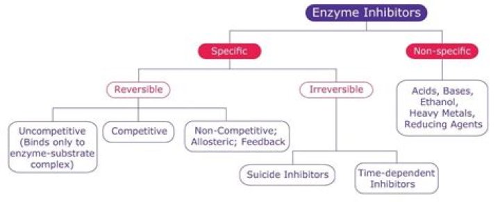 Which type of enzyme is involved in Photorepair?