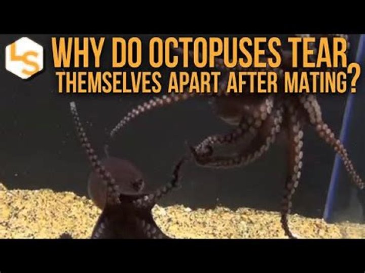 Why do octopus eat themselves?