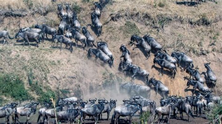 Why do wildebeest cross the Mara River?