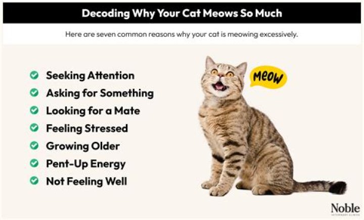 Why is kitten non-stop meowing?