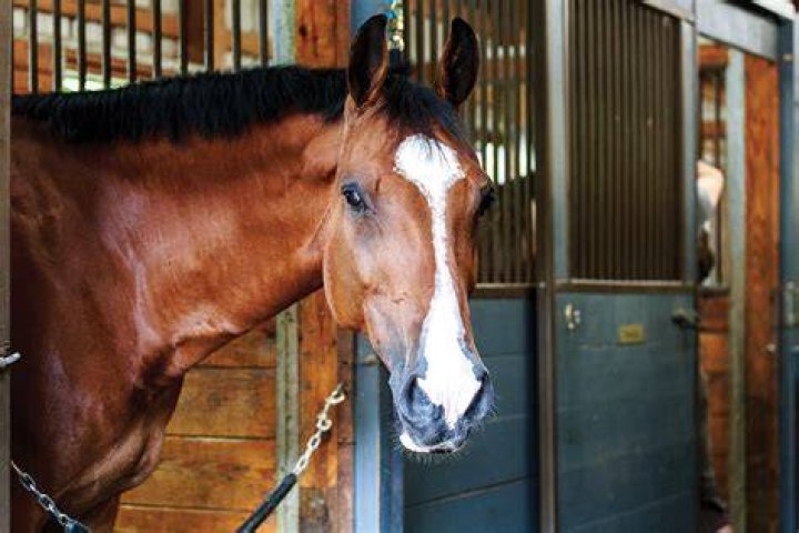 Why is my horse shedding early?