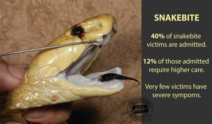 Why is snakebite and black banned?