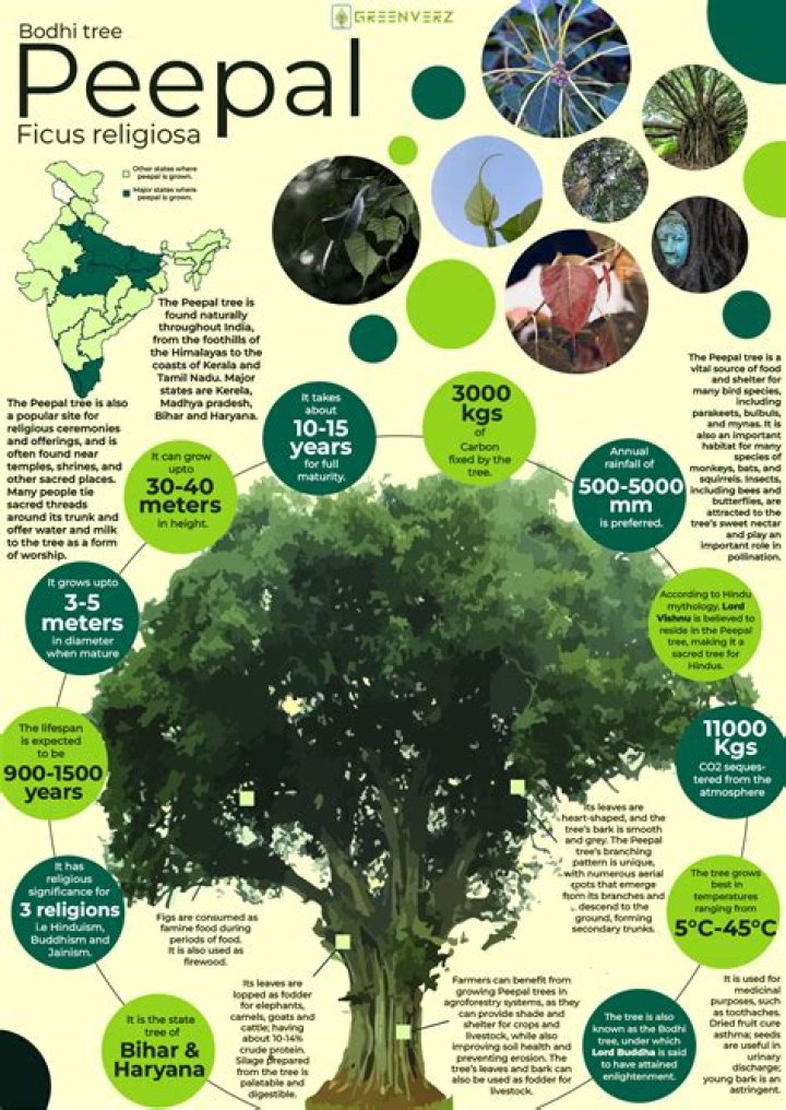 Why is the peepal tree important to Hindus?